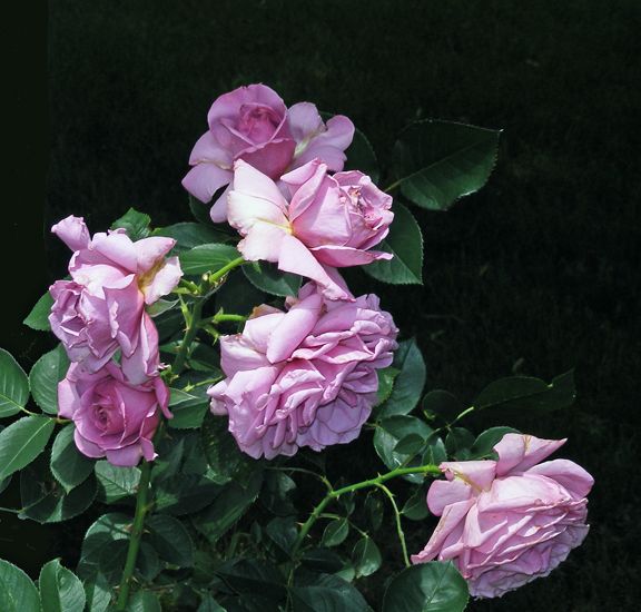 Love Song photo ls2013_06160054_zps5598769a.jpg